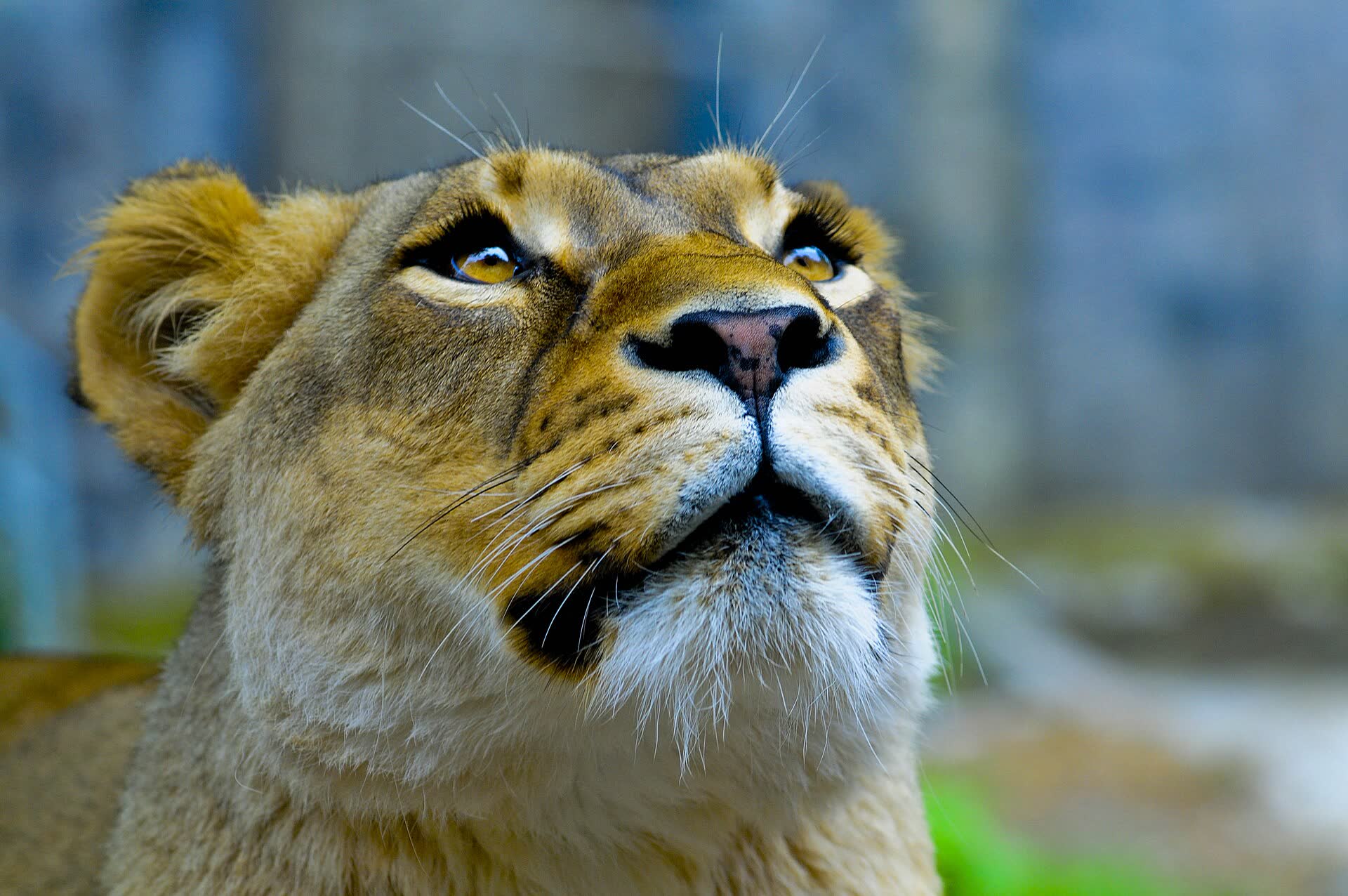 Lioness portrait