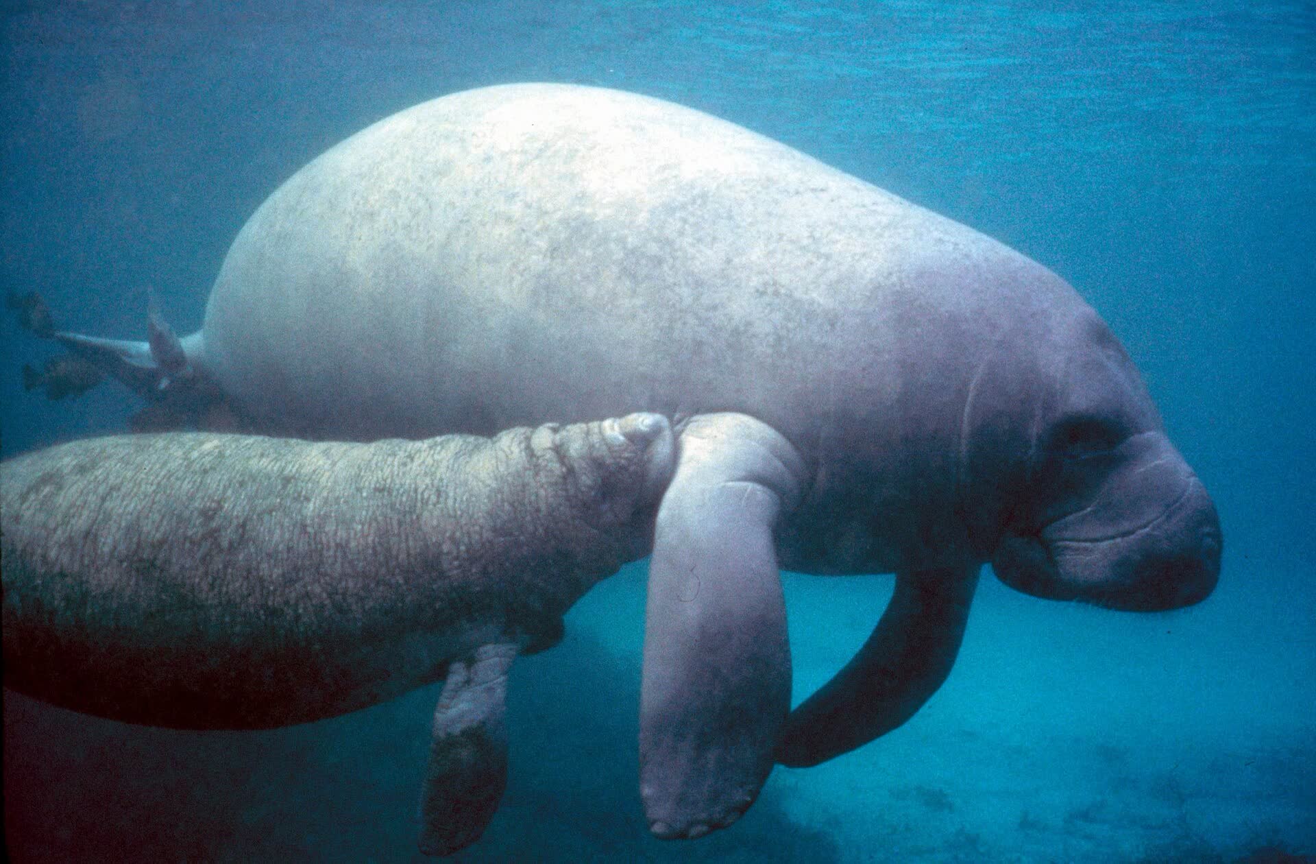 Pair of manatees underwater