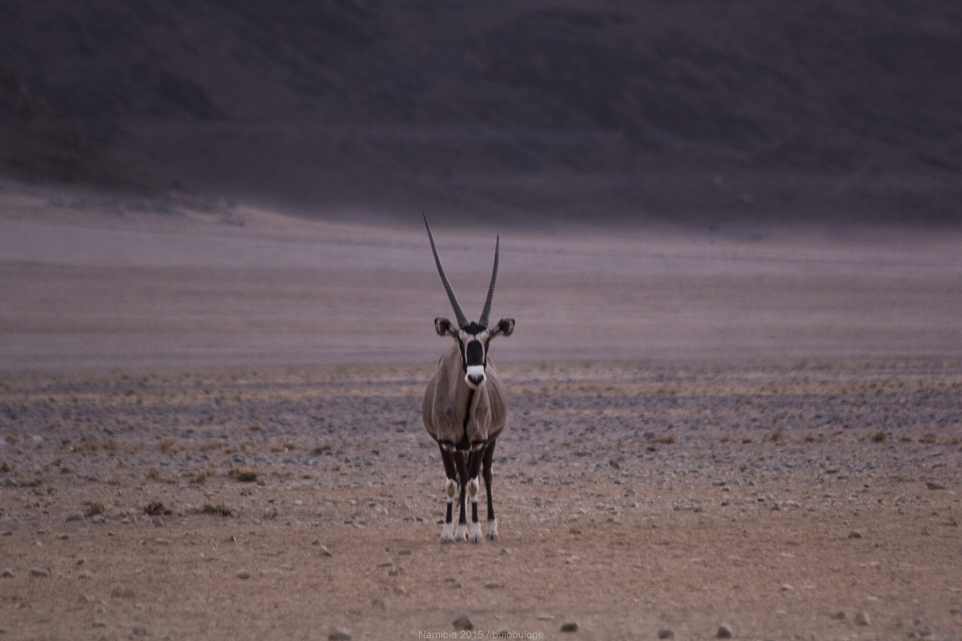 Gemsbok oryx in the Namib desert